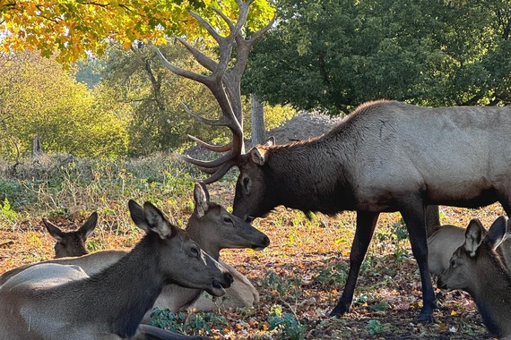 wild elk laying in grass