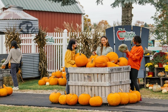 Three women browsing through bin of pumpkins on a farm