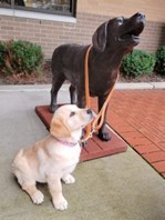 Tansy, 10-week-old puppy posed in front of a dog statue at Leader Dogs for the Blind.