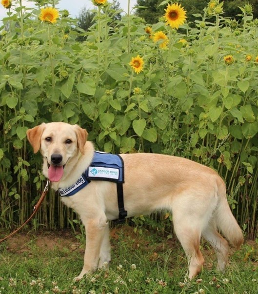 Tansy, at 1-year-old, wearing her blue Future Leader Dog vest in front of a field of sunflowers and looking at the camera with her tongue out.