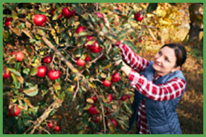 Photo of Woman picking Apples