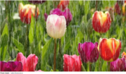 Tulips in the rain