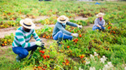 Three farm workers 