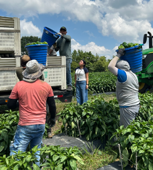 Farmworkers loading crates onto a truck