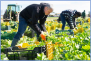 Men in a field picking produce