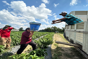 Farmworker handing bucket of produce up to someone on a truck