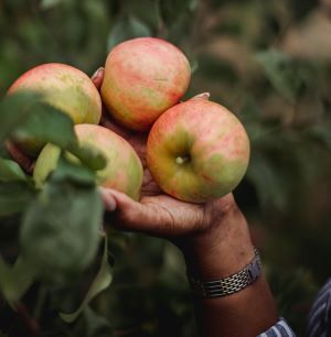 Hands picking several apples from a tree