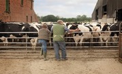 From behind view of two people looking at penned-in cows