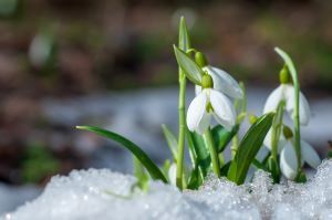 White flowers coming out of a snowy ground