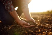 Close up of hands planting something