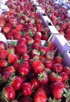Baskets full of strawberries 