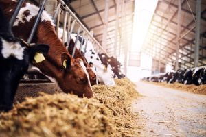 Group of cows at cowshed eating hay or fodder on dairy farm