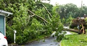 Tree that fell on top of house