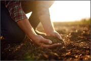 Hands lifting something out of the soil on a farm