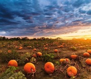 Pumpkin patch