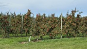 Apple trees in an orchard