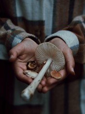 person holding edible mushroom