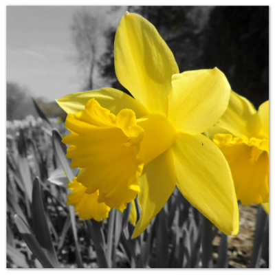 Cranbrook Garden Flower