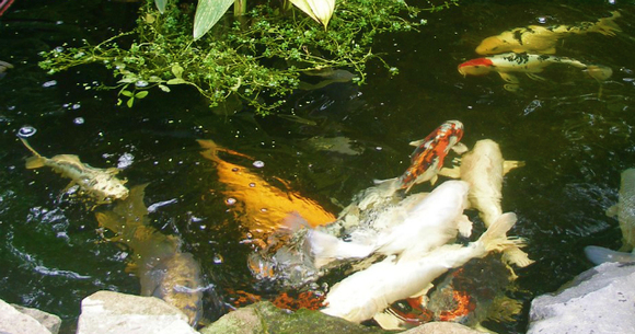 Koi Pond