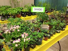 Waterford Plant Sale
