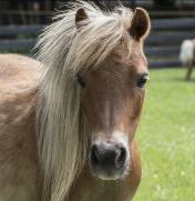 Michigan 4-H Miniature Horse Show Guidelines now available