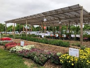Tollgate Plant Sale