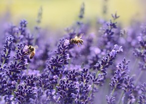 Native Bees with Purple Flowers 