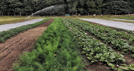 Morning on the Farm 2020