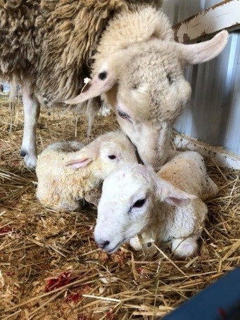 2020 4-H Livestock Novice/Mentor Program