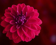 Dahlias (Photo by David Jakab)