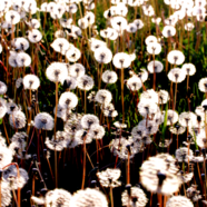 dandelions