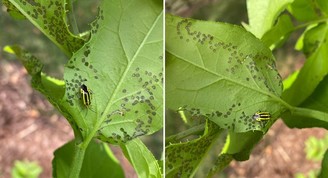 Fourlined Plantbug