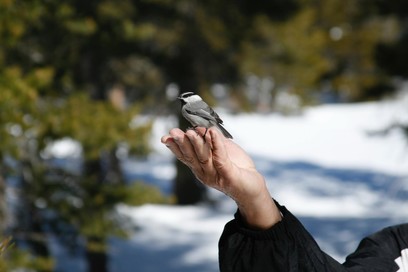 Chickadee