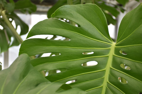 Cranbrook Plant Sale Monstera