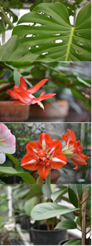 Cranbrook Houseplants (Sale)