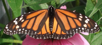 Monarch Butterfly