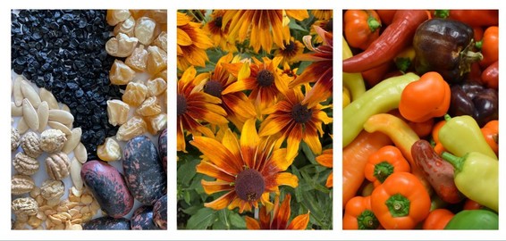 Gardening Basics Banner