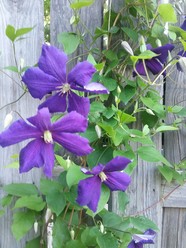 Northville Garden Club Tour 2021