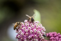 Bees on Milkweed