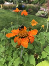 Rochester Garden Club Flower