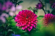 Dahlia