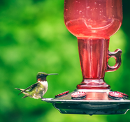 Hummingbird Photo by Chris 