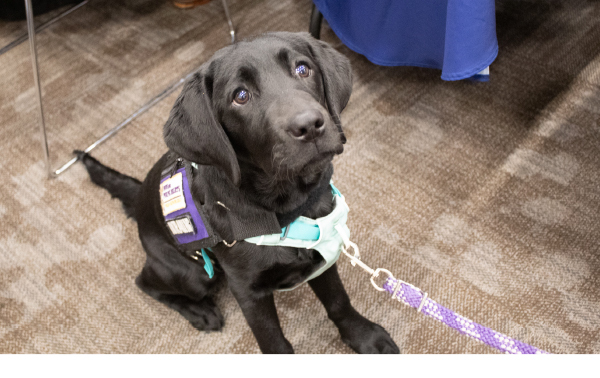 Paws for Purple Hearts Labrador Retriever Puppy