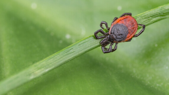 ticks