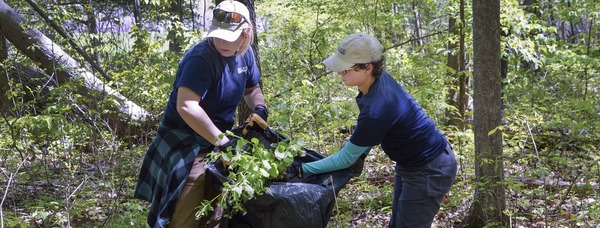 garlic mustard