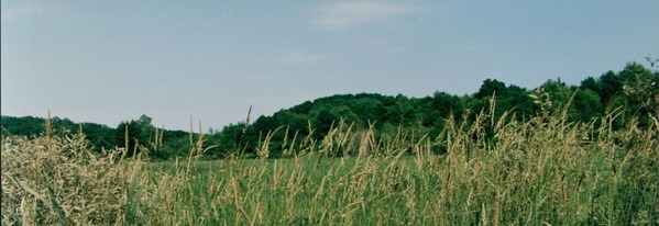 wetlands