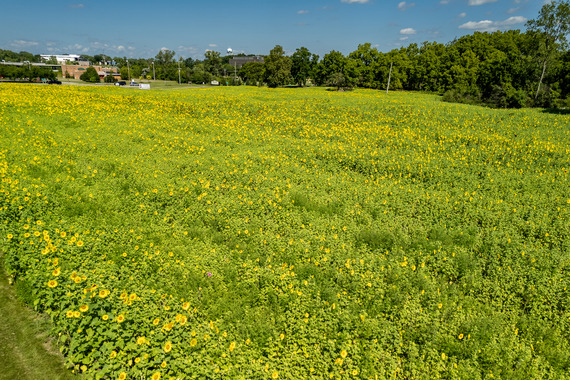 Sunflower field