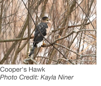 Cooper's Hawk Photo Credit: Kayla Niner