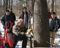 Drilling for Maple Syrup