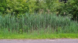 Phragmites